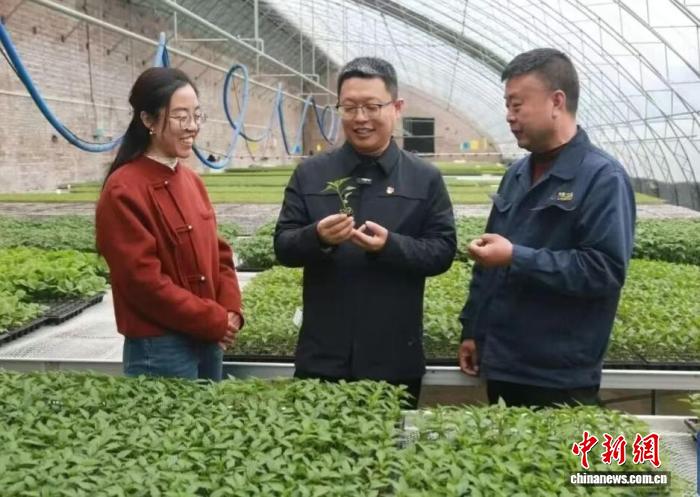 （乡村行·看振兴）山西高平：特色农业结硕果 产业兴旺绘新景